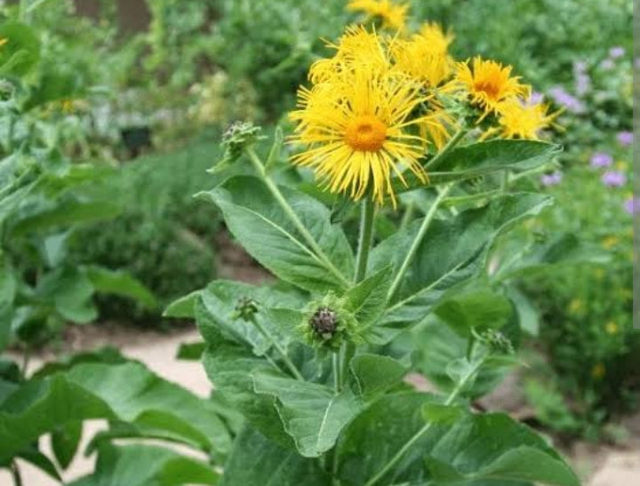 Elecampane Root Herbal Extract image 0