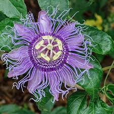 Passionflower Tincture image 0