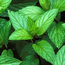Peppermint Herbal Extract  image 0